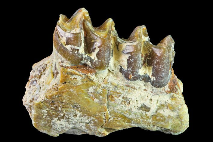 Fossil Horse (Mesohippus) Jaw Section - South Dakota #157468